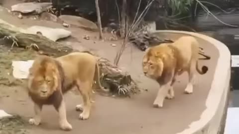 Two Lions animal Funny Video