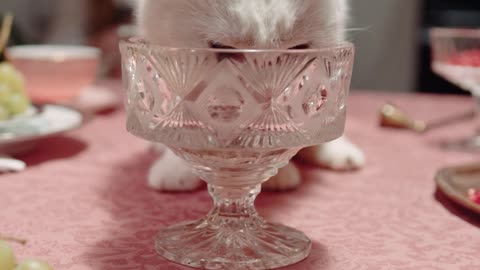 Cute cat elegantly drinking from a glass