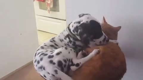 The cat is helpless, the dog insists on crowding into its territory