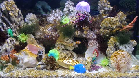 CORAL REEF AQUARIUM COLLECTION AQUARIUM 4k coral