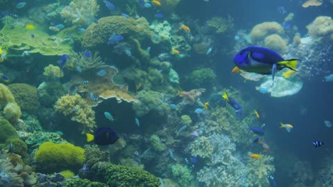 Underwater Colorful Tropical Fishes. Tropical underwater sea fishes in aquarium