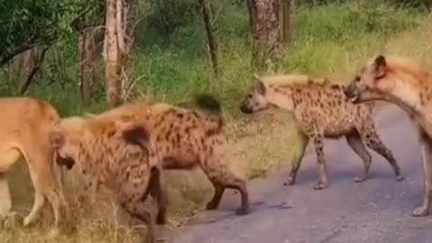 Lion vs hyenas complition