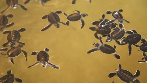 Baby turtles swimming in a pool at a turtle hatchery in Sri Lanka