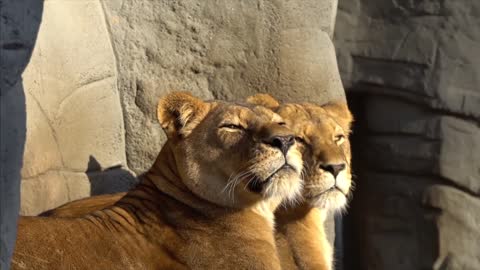 Lion Hagenbeck Yawning Big Cat