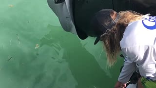 Feeding a Wild Shark
