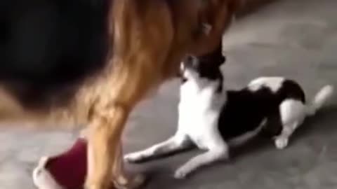 Funny Dog and Cats