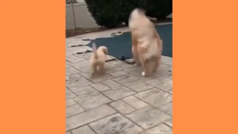 Golden Retriever funny videos 2021 #01