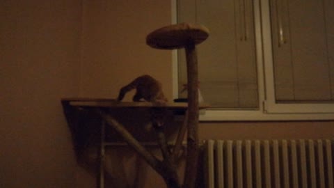 Kitten Loves Chasing His Tail On The Cat Tree