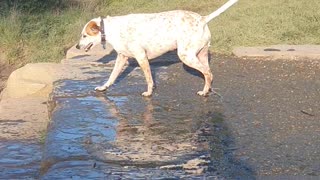 Water-loving pup obsessed with diving in lake for sunken toys