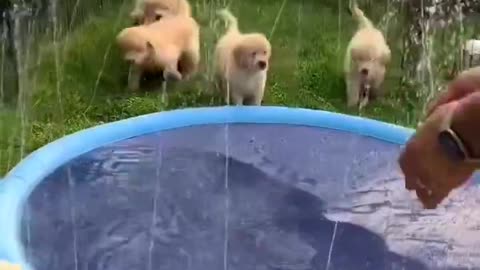 cute puppies playing in sprinklers