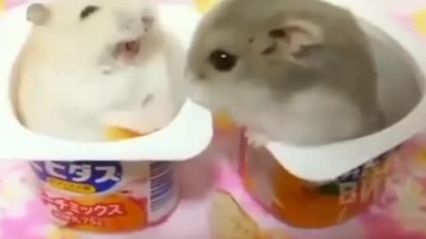 Hamster Animals4World