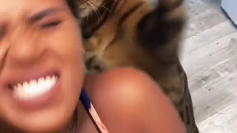 This cat doesn't like it's owner's Girlfriend funny cat