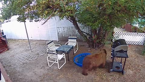 Bear Tries Foraging Empty Apple Tree