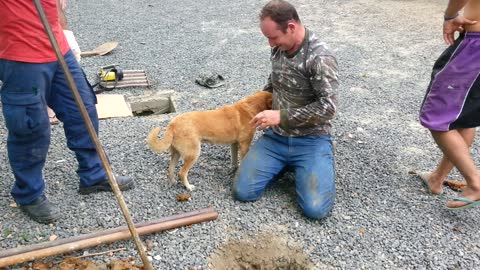 Workers Rescue A Dog Stuck In Drain Pipe