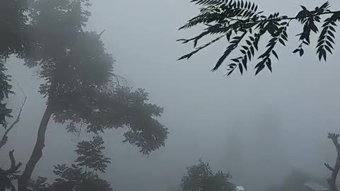 Indian Foggy morning in yercaud