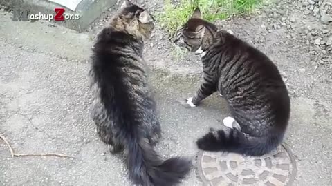 Funny cats arguing cast talking to each other compilation