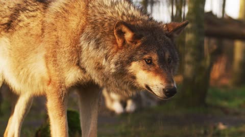 Wolf Animal Nature Wild Predator Wolves