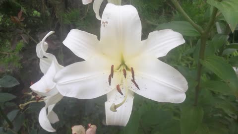 White Lily