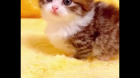 Cute cats 🥺❤️ faces and funny shorts