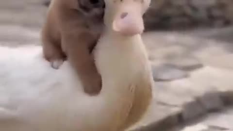 Dog and duck so cute 🥺