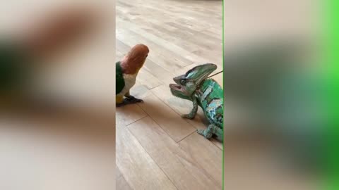 A funny clip between a parrot and a chameleon😂😂