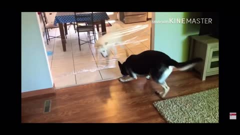 German Shepherd Puppy Showing a Husky Puppy How to Excape #Shorts
