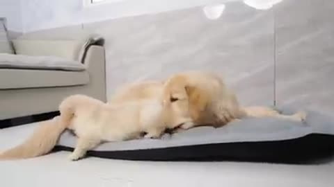 Golden Retriever Puppy Takes Over Brother's Bed and Refuses To Leave