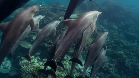 Disneynature Dolphin Reef: Dolphin Sleeping Movie Clip |