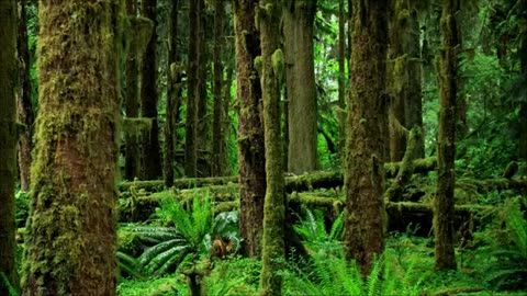 $ MY FAIR USE CREATIVITY OF MY RAIN FOREST - Paul Hardcastle - Rainforest