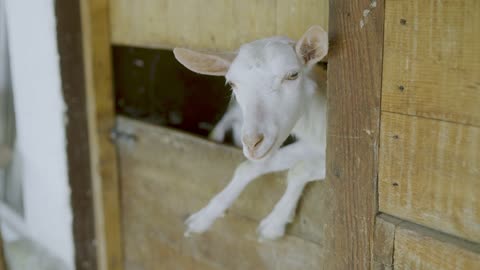 Close Up of best Goat