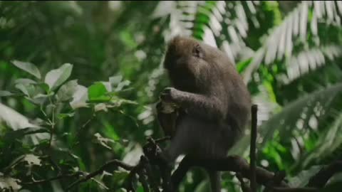 Wild Animals Hanging on the Tree Little Monkey Outdoors in Forest, Footage of Macaques,