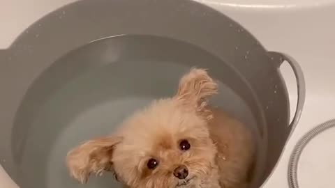 Cutie little having a adorable bath