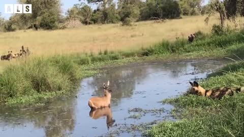 lucky!! waterbuck broken leg escaped death after deadly attack.| introduction to waterbuck