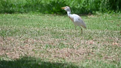 Cattle Egret Hunting in Grass, Oahu Hawaii