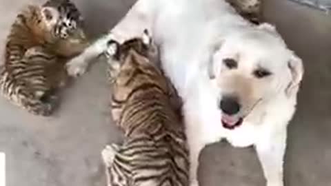 Caring Labrador gives three tiger cubs the love they deserve! ❤️🥰