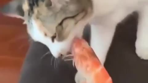 When normal cat eating fish and my cat eating 🤦😂😂