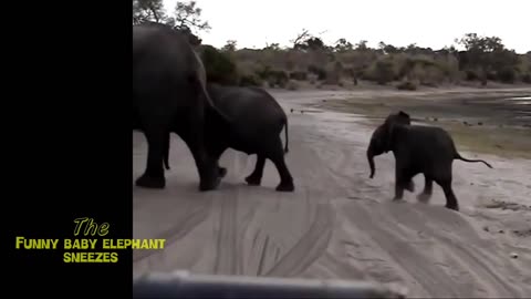 Funny cute baby elephant sneezes