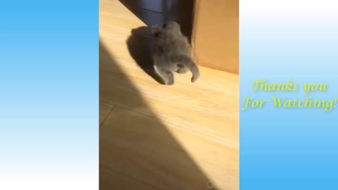 Funniest Animals - Best Of The Funny Animal Videos