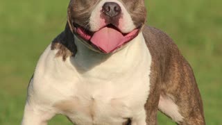 Did you already know what the real Pitbull looked like?