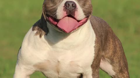 Did you already know what the real Pitbull looked like?