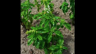 Manjericão ( Ocimum basilicum ) serve para tratamento de tosse, catarro e feridas