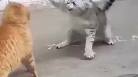 Don Cat video