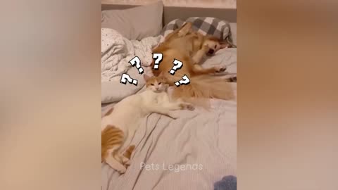 Funny dogs and cats video