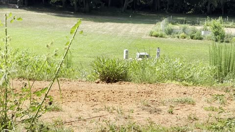 Come take a quick look at my awesome Purple Martins & the beginning of my 'Recovery Garden'!