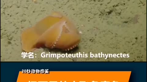 Cute Dumbo Octopus