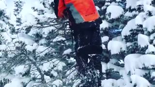 Collab copyright protection - orange jacket tree top fall