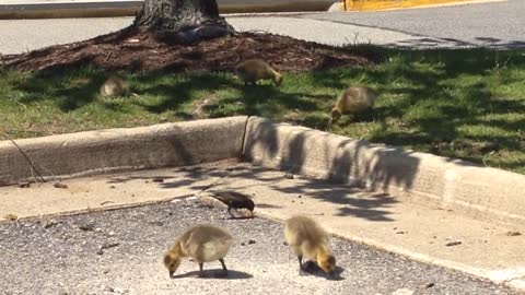 Family Of Canada Geese- Too Cute! I Love All Animals-