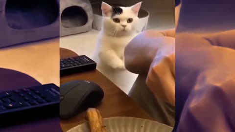 Watch this kitty begging for food 😆