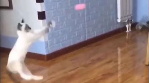 Cat training video