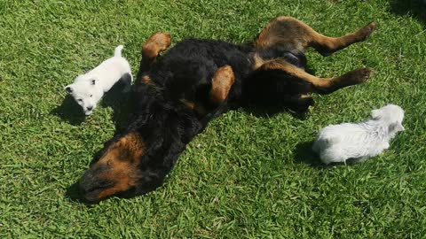 Rottie plays with puppies